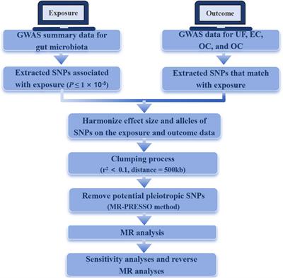 Causal relationship between gut microbiota and gynecological tumor: a two-sample Mendelian randomization study